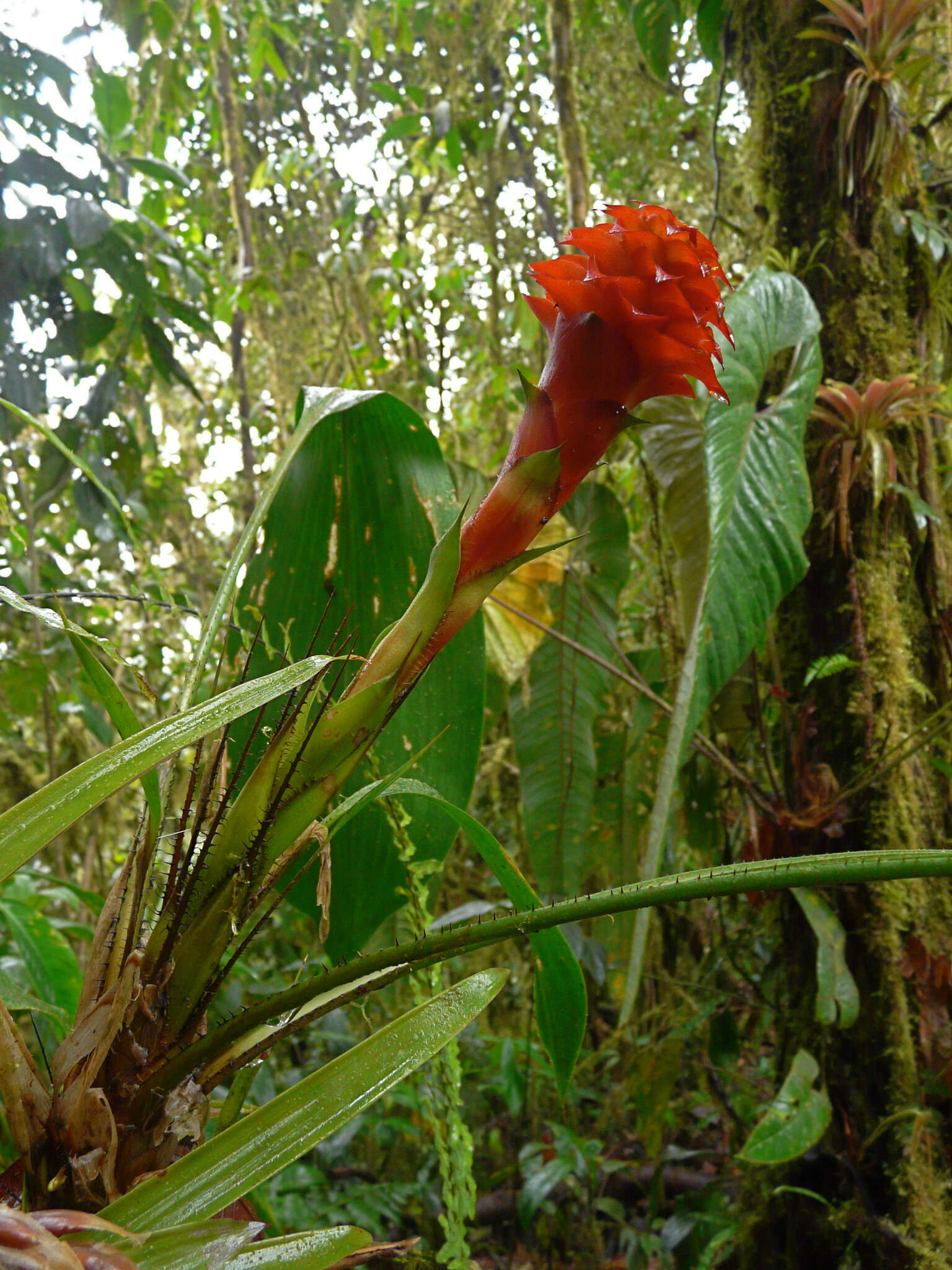 Image of Pitcairnia nigra (Carrière) André