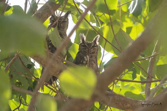 Image of Greyish Eagle-Owl