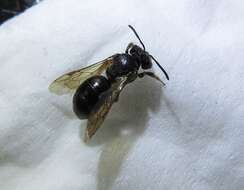 Image of Nude Andrena