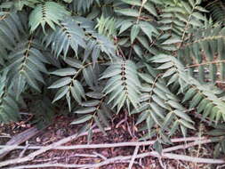 Image of Arizona walnut