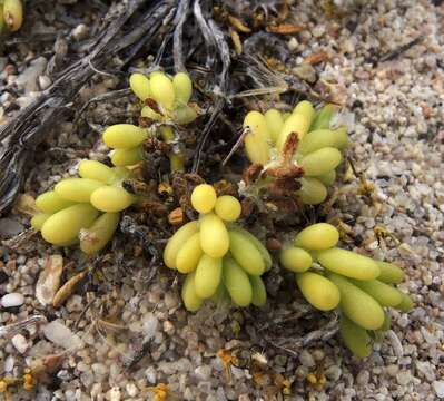 Portulaca californica D. Legrand resmi