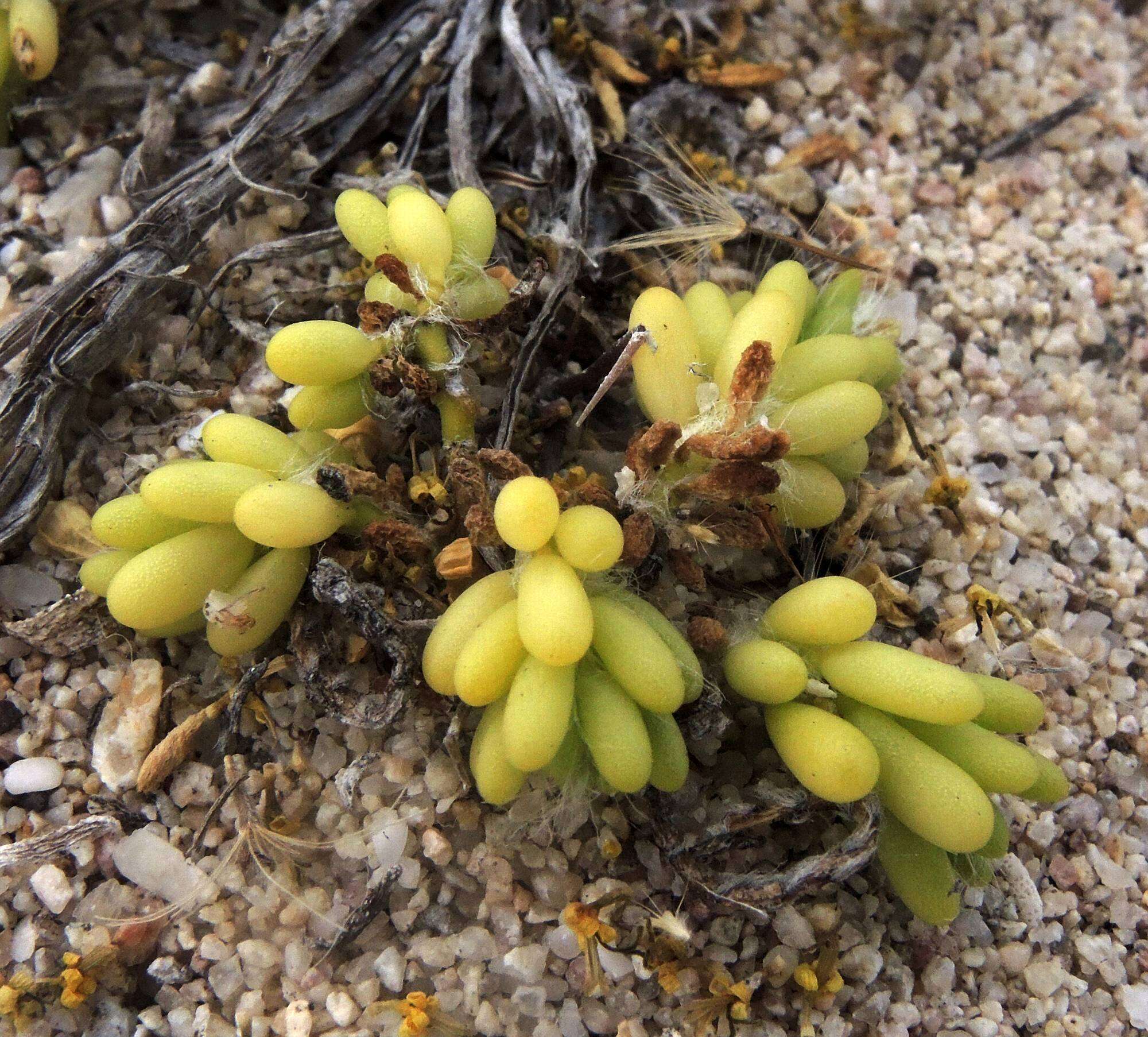 Portulaca californica D. Legrand resmi