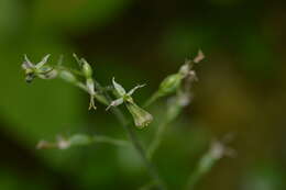 Neottia banksiana (Lindl.) Rchb. fil. resmi