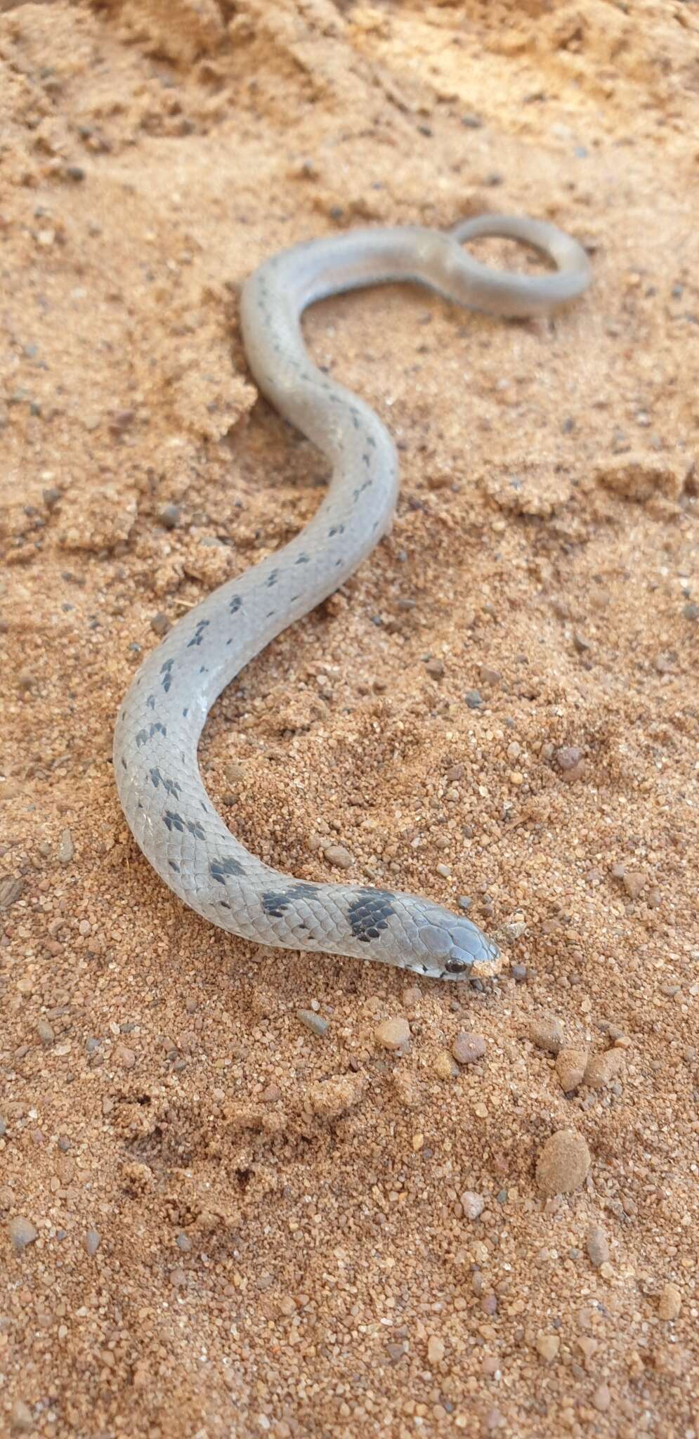 Image of Duberria variegata (Peters 1854)