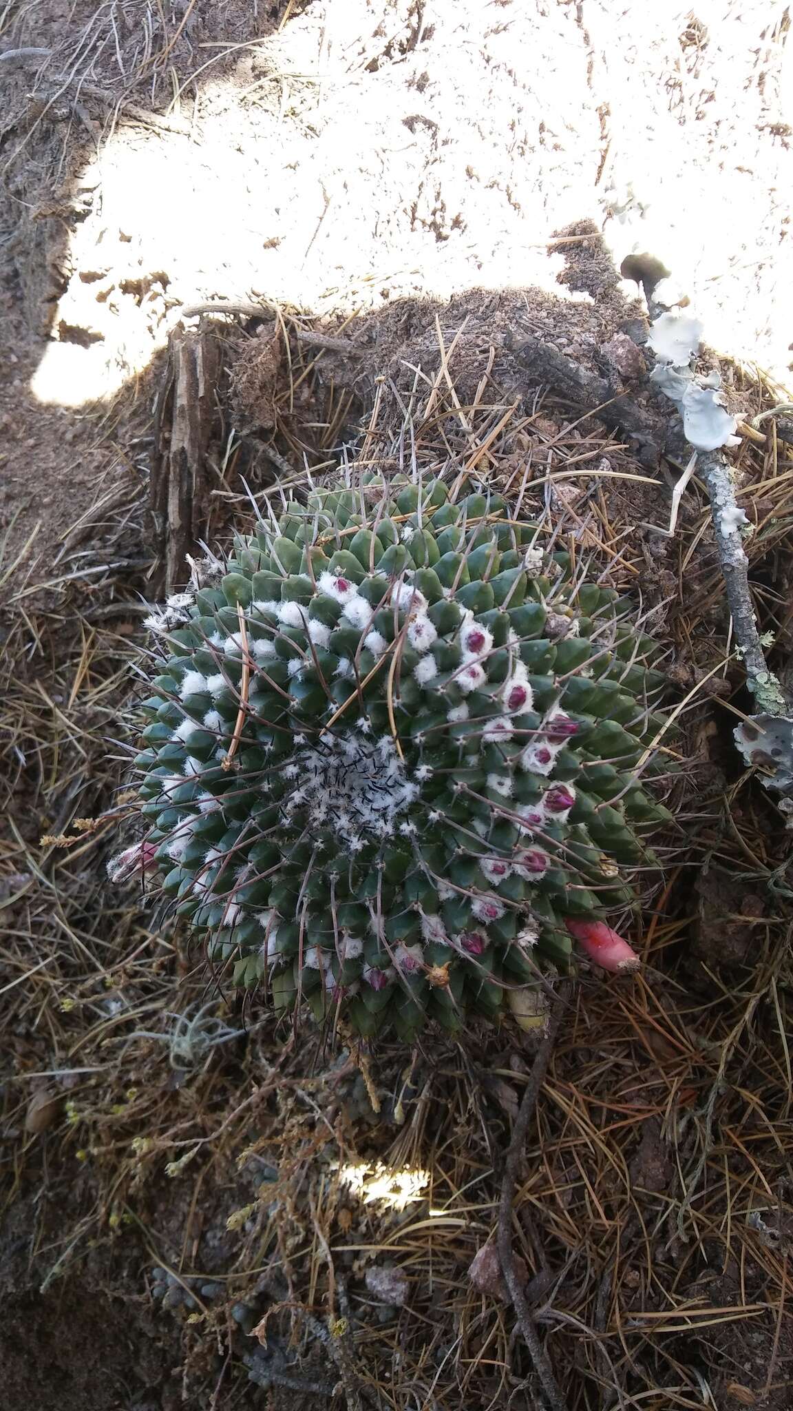 Mammillaria orcuttii Boed.的圖片