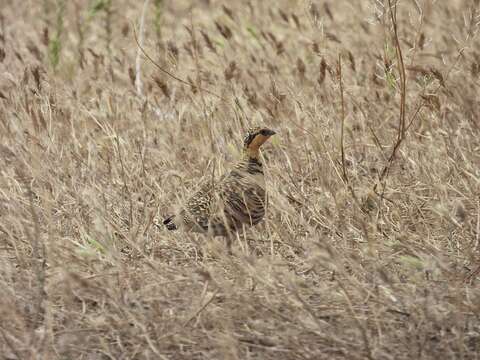 Image of Pin-tailed Sandgrouse