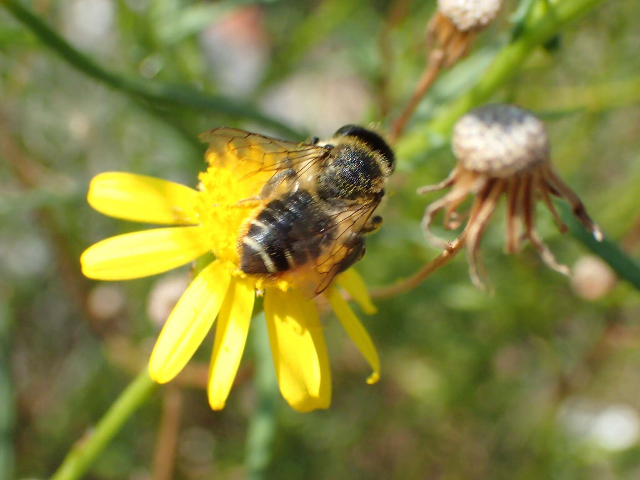 Megachile versicolor Smith 1844的圖片