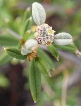 صورة Spyridium vexilliferum var. vexilliferum