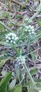 Eryngium nudicaule Lam. resmi