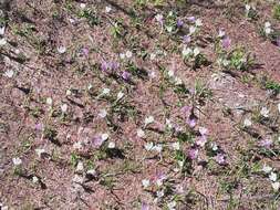 Image of dutch crocus, spring crocus