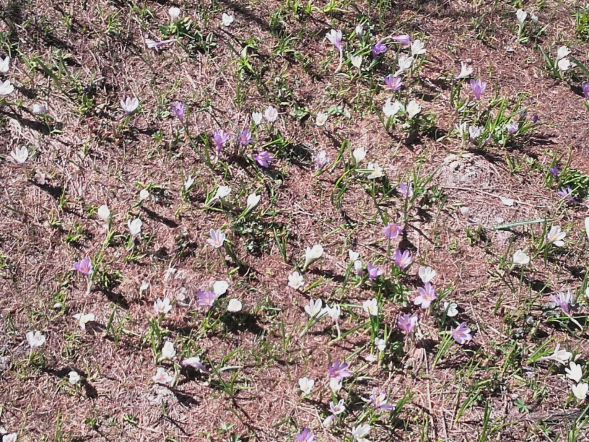 Image of dutch crocus, spring crocus