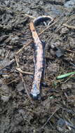 Image of Broadfoot Mushroomtongue Salamander