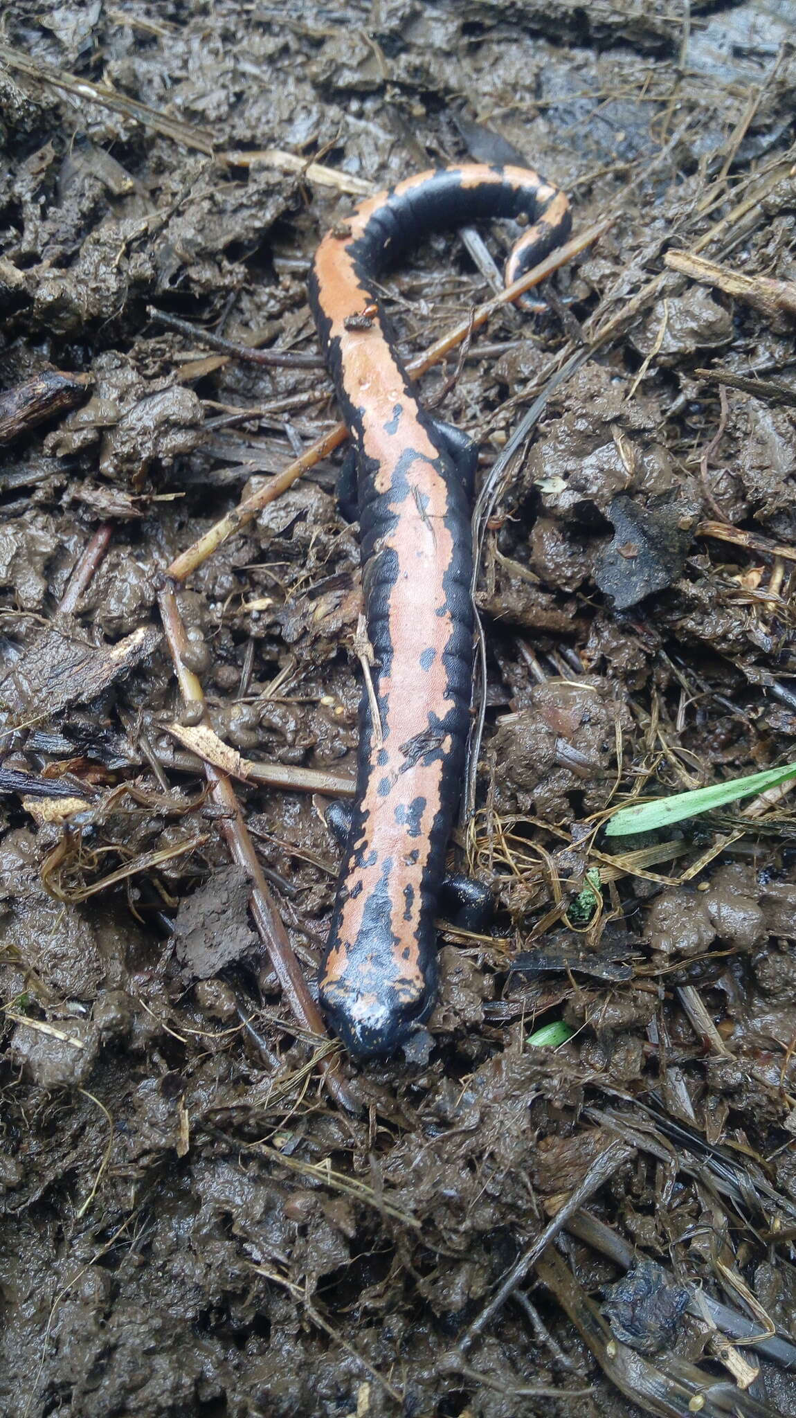 Image of Broadfoot Mushroomtongue Salamander