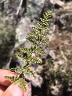 Image de Myriopteris fendleri (Hook.) E. Fourn.