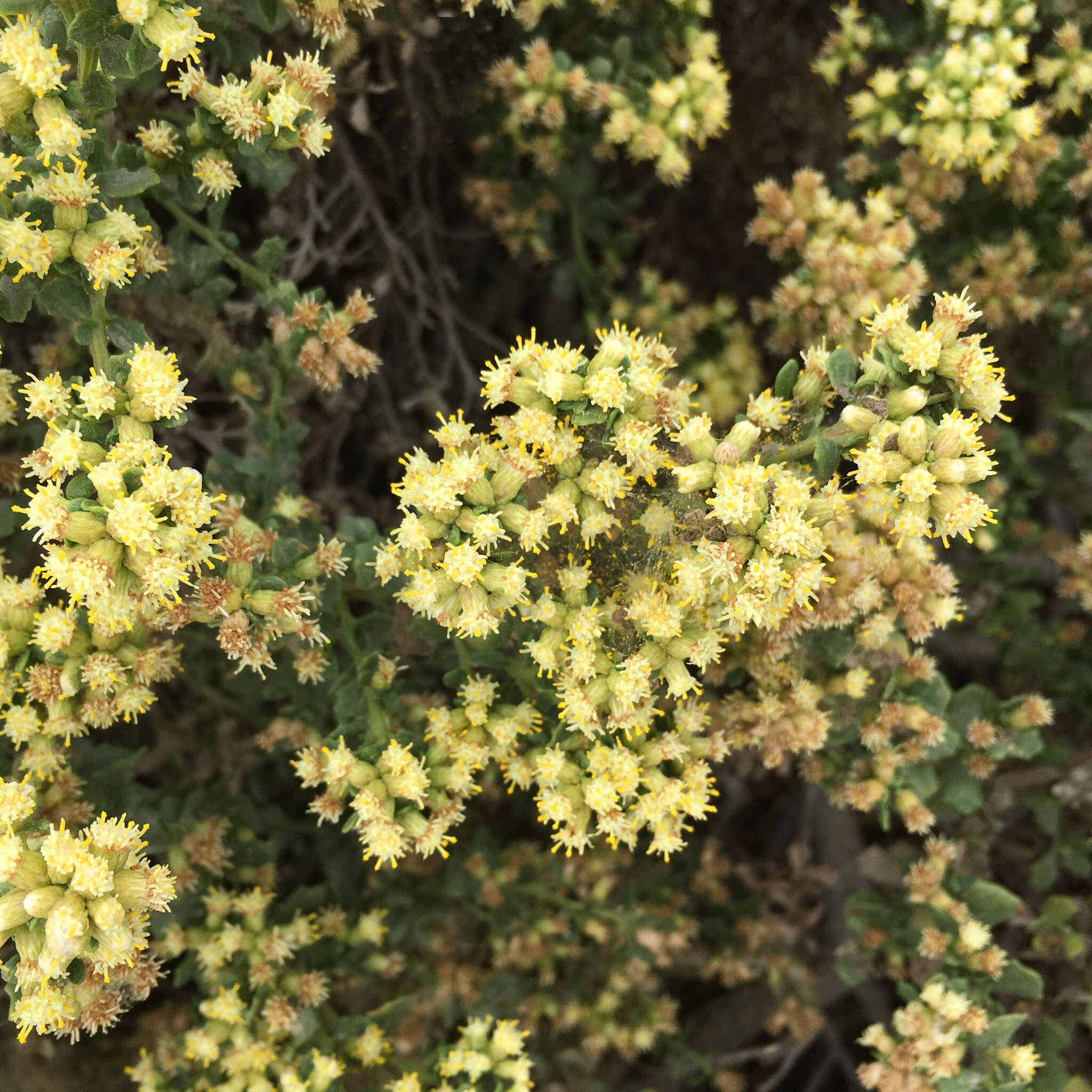 Image of Baccharis pilularis subsp. pilularis