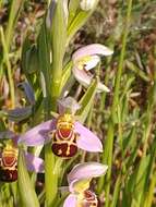 Image of Ophrys apifera var. aurita (Moggr.) Gremli