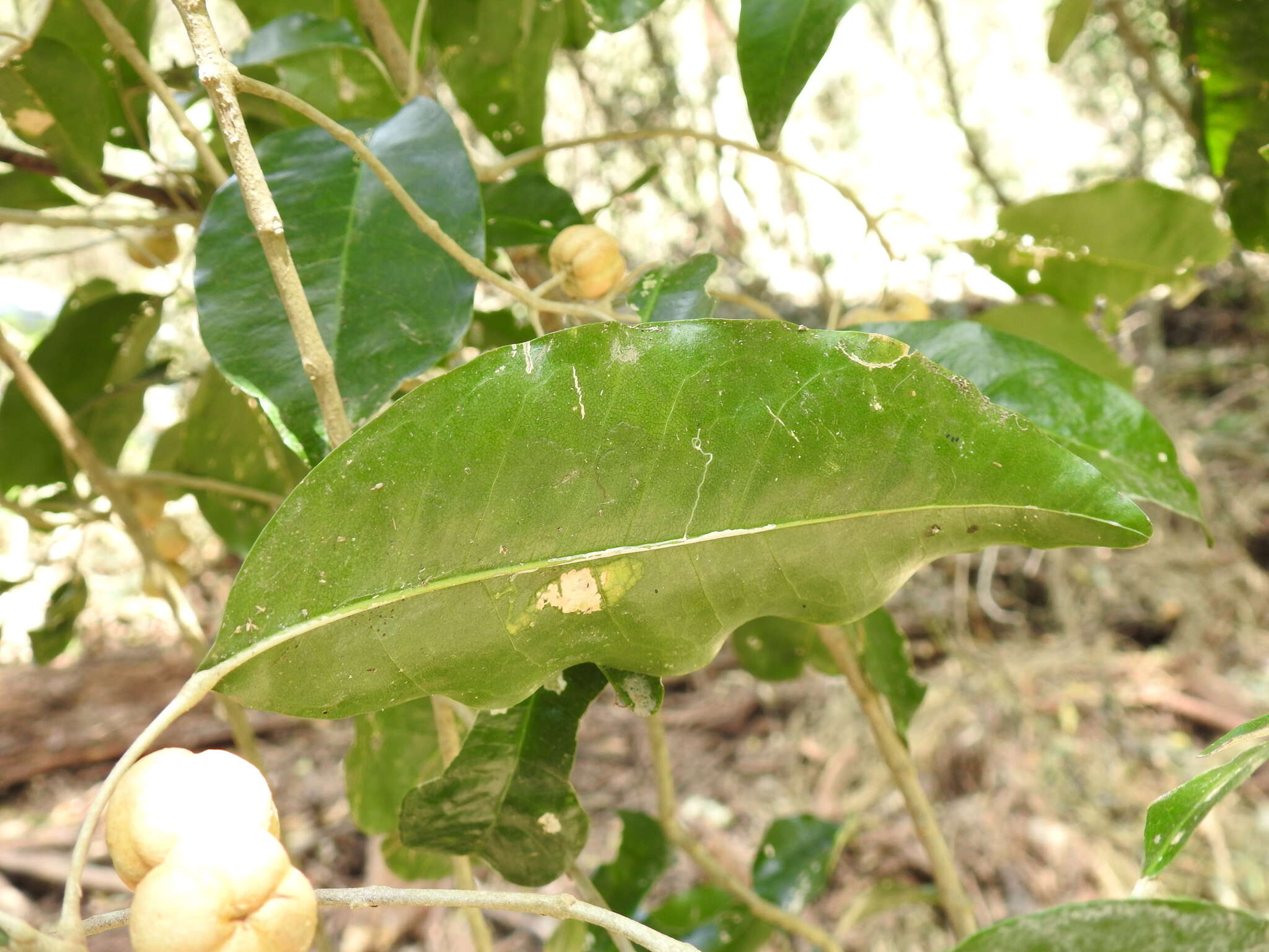 Image of Sarcomelicope simplicifolia (Endl.) T. G. Hartley