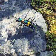 Image of Cicindela (Sophiodela) chinensis De Geer 1774