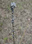 Image of White Pine Sawfly