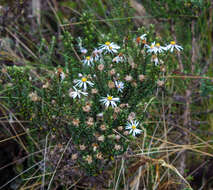 Image of Diplostephium spinulosum Wedd.