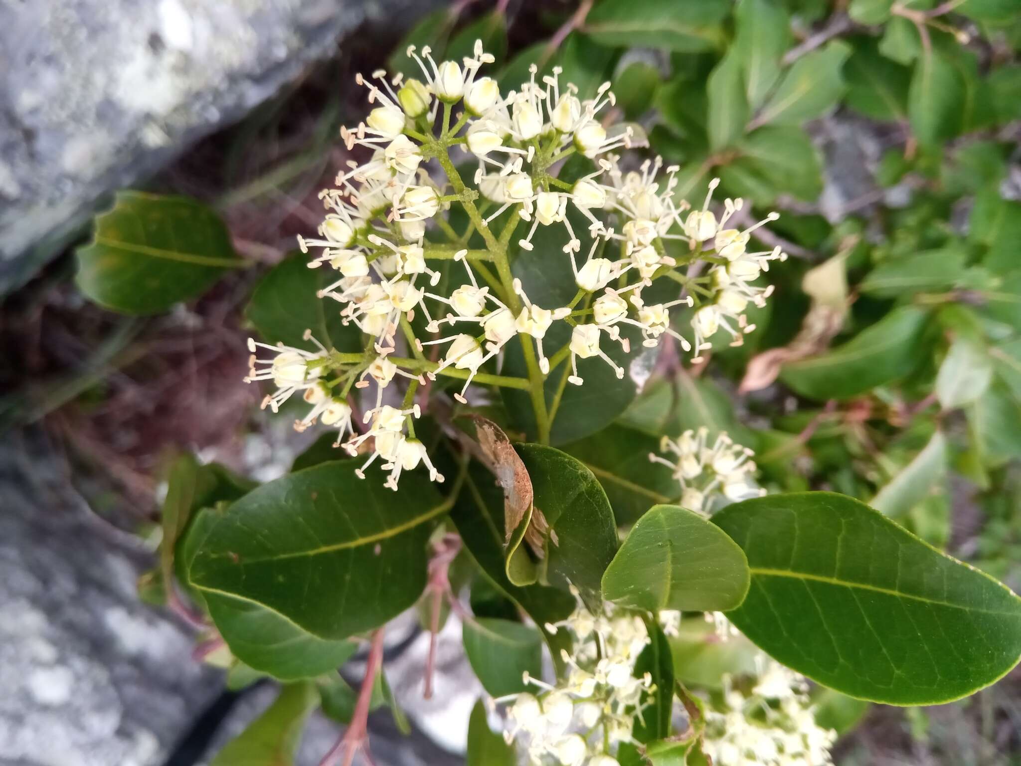 Image of Melicope madagascariensis (Baker) T. G. Hartley