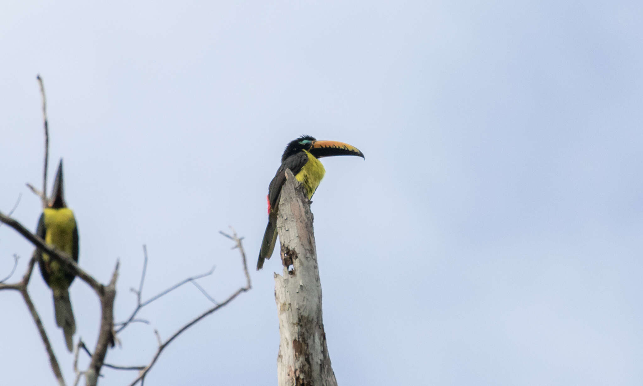 Image of Lettered Aracari