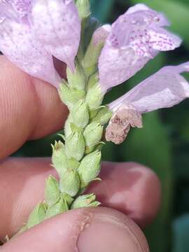 Image of Correll's False Dragonhead