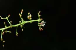 Image de Palicourea paniculata (L. fil.) P. L. R. Moraes & C. M. Taylor