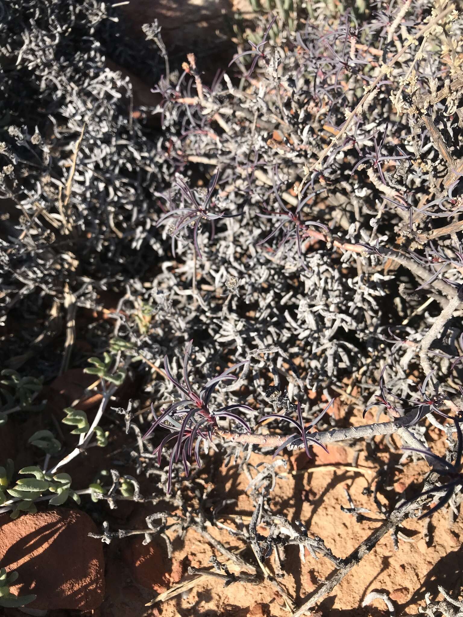 Imagem de Euphorbia quadrata Nel