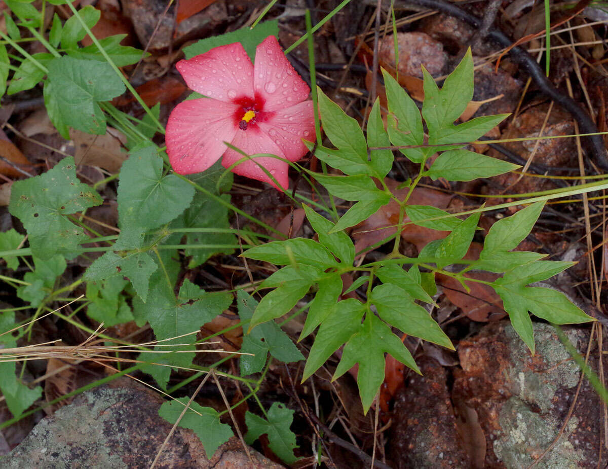 Image of Abelmoschus moschatus subsp. tuberosus (Spanoghe) Borssum Waalkes