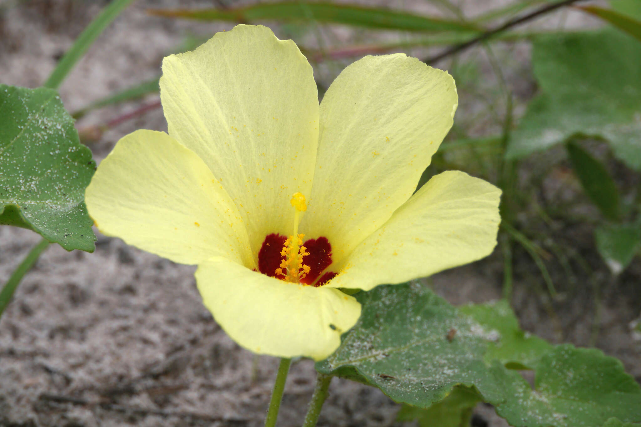 Image of Hibiscus schinzii Gürke ex Schinz