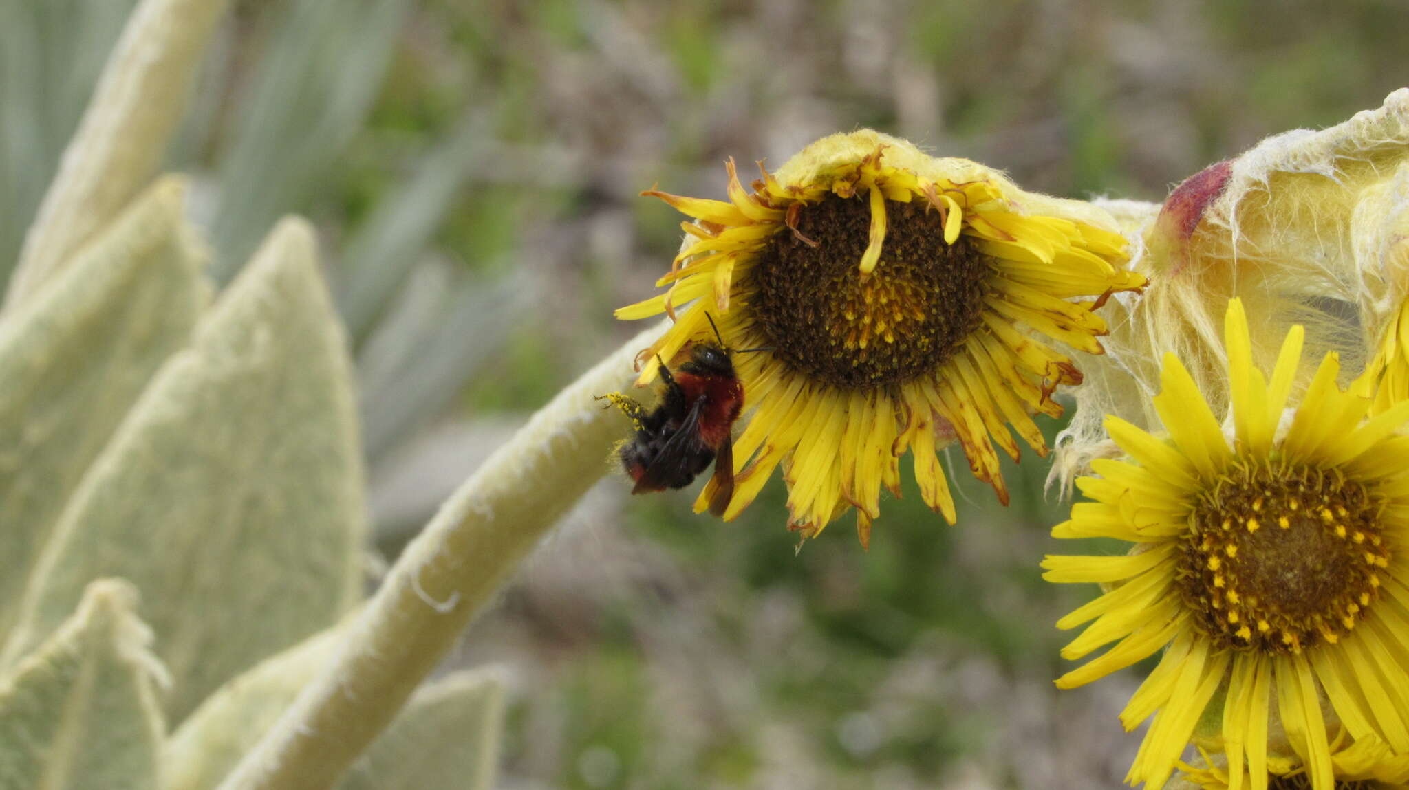 Sivun Bombus rubicundus Smith 1854 kuva