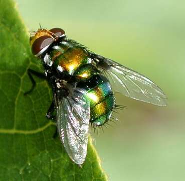 Image of Amenia chrysame (Walker 1849)