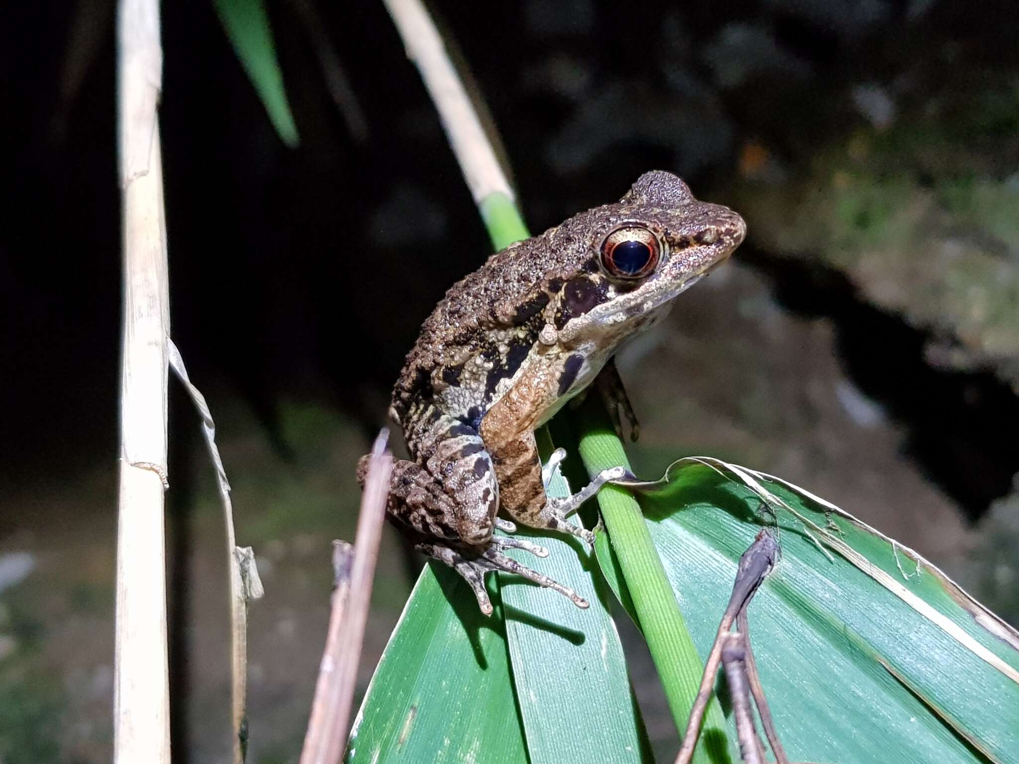 Слика од Sylvirana maosonensis (Bourret 1937)