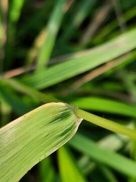 Elymus fibrosus (Schrenk) Tzvelev的圖片