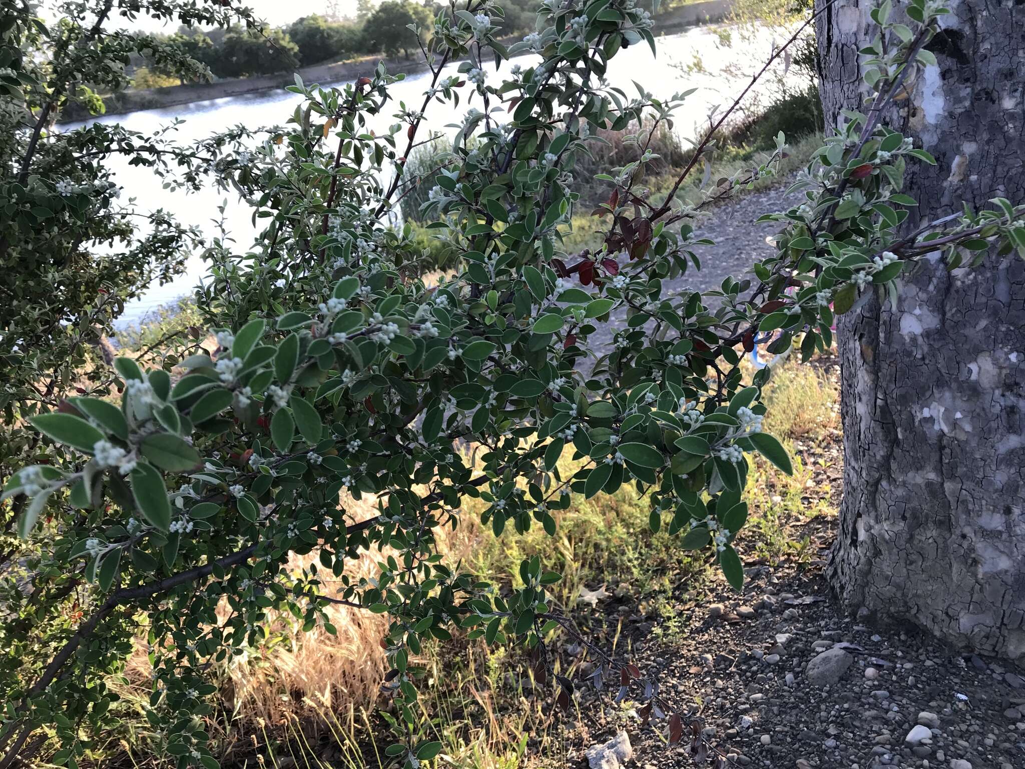 Sivun Cotoneaster pannosus Franch. kuva