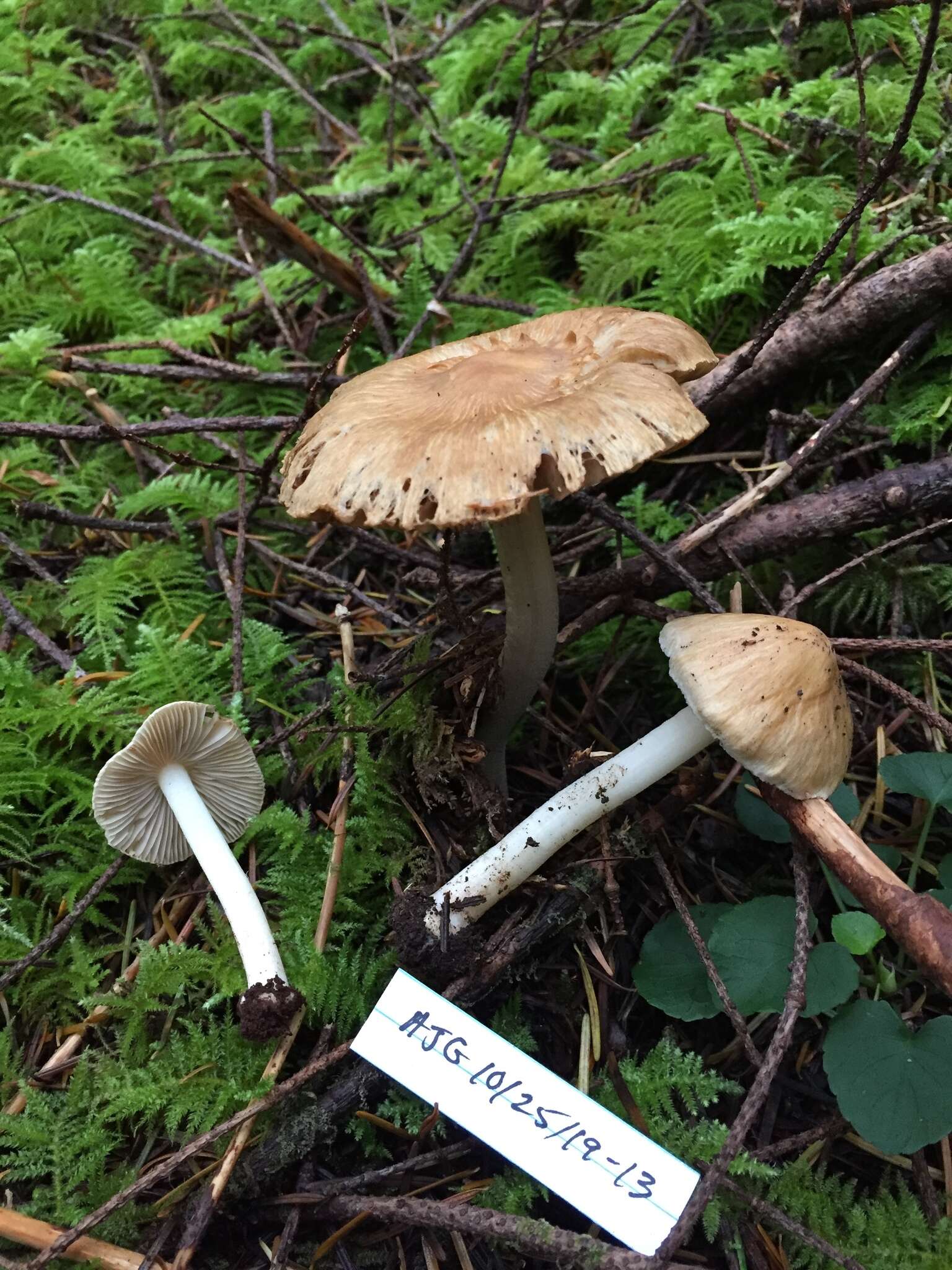 Imagem de Inocybe xanthomelas Boursier & Kühner 1933