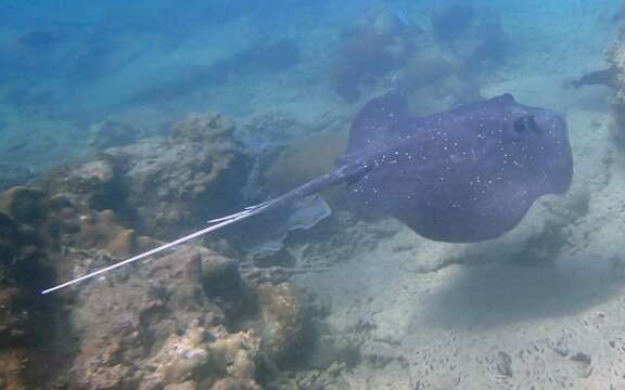 Imagem de Urogymnus granulatus (Macleay 1883)