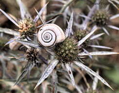 Image of dune snail