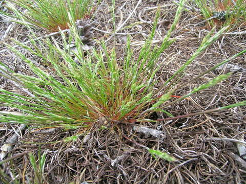 Image of early hair-grass