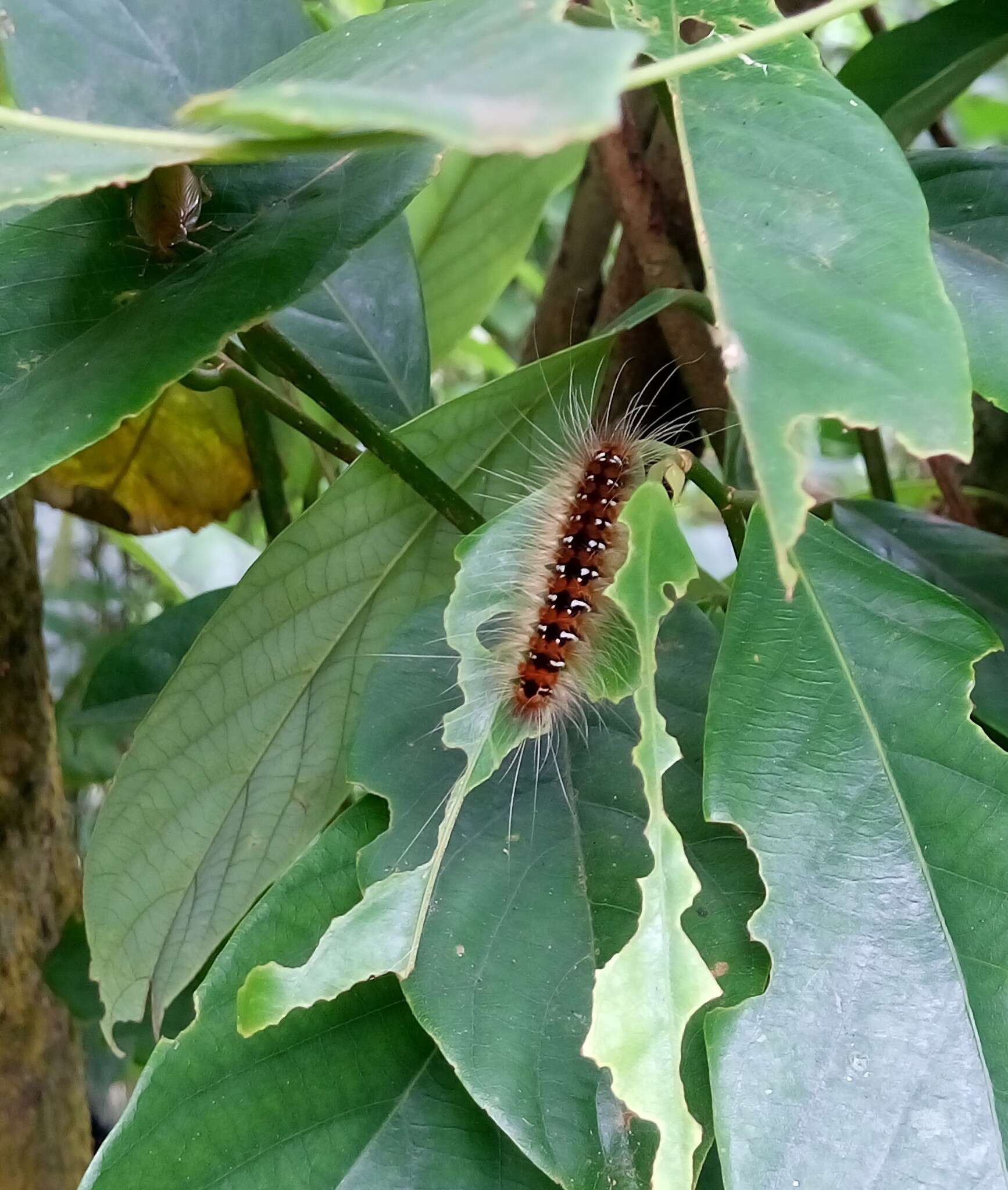 Imagem de Eilema costipuncta Leech 1890