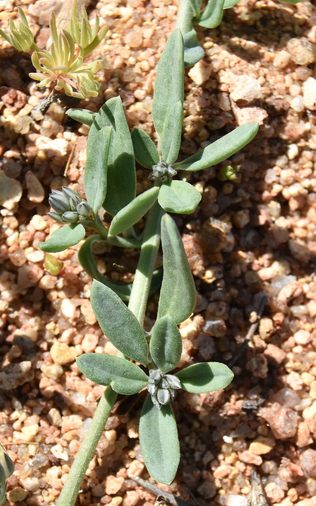 Image of Limeum africanum L.