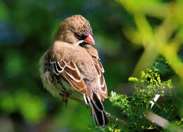 صورة Sporopipes Cabanis 1847