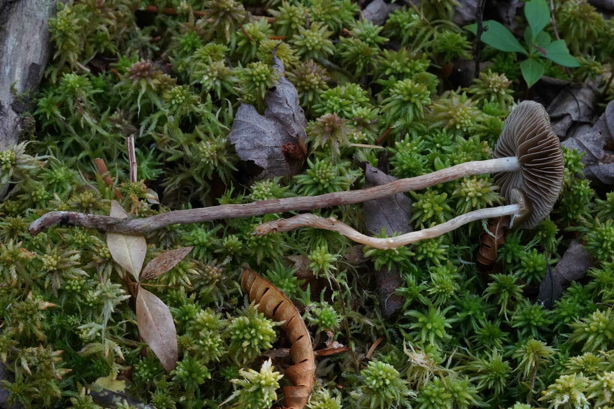 Image of Hypholoma myosotis (Fr.) M. Lange 1955