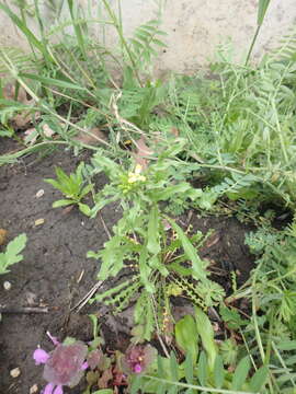 Image of bushy wallflower