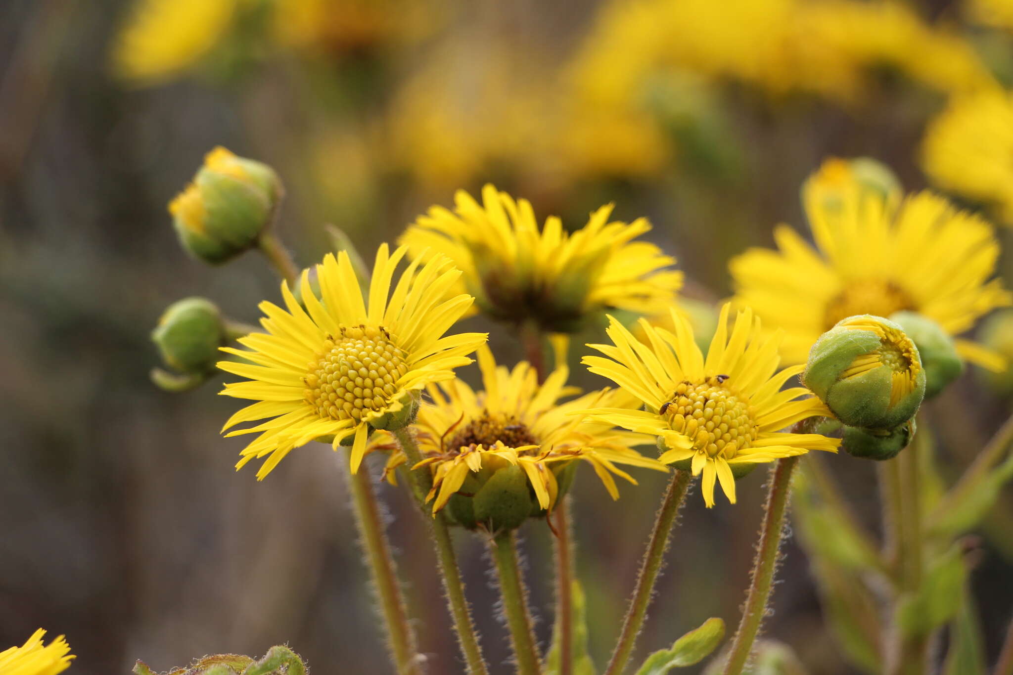 Image of Paramiflos glandulosus (Cuatrec.) Cuatrec.