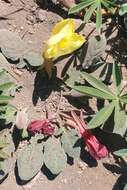 Imagem de Oenothera xylocarpa Coville