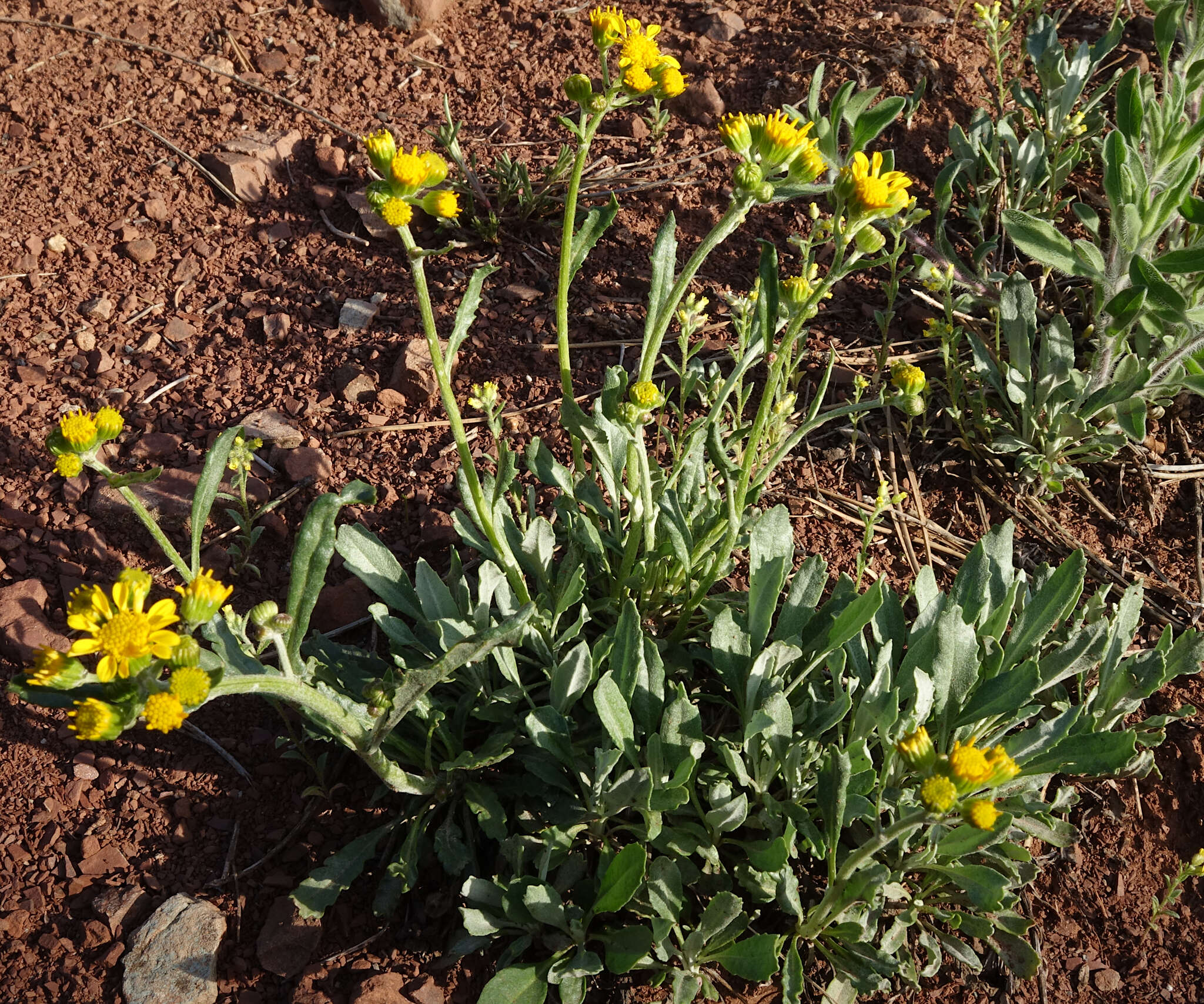 Image of threetooth ragwort