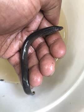 Image of Southern brook lamprey