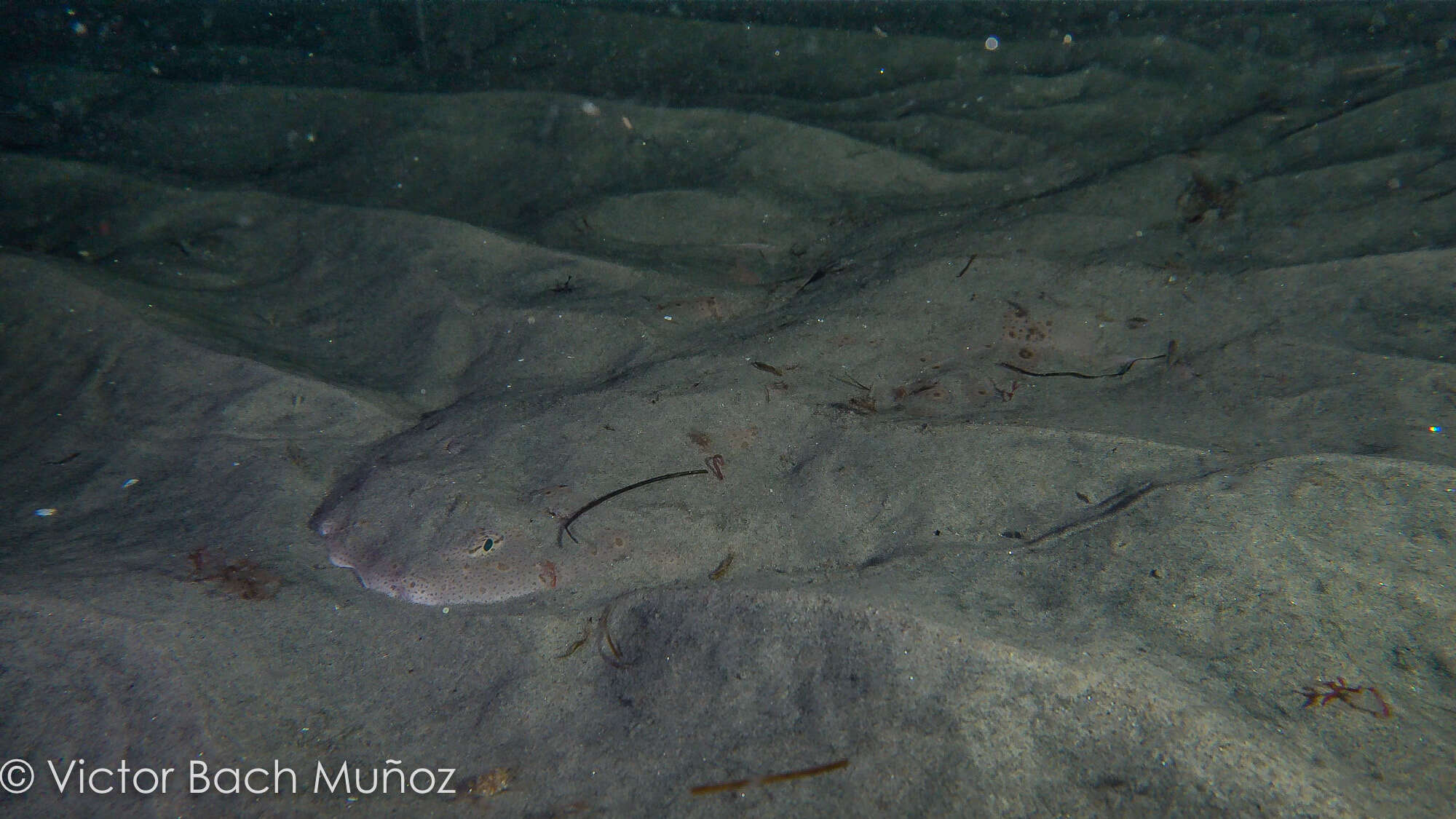 Image of Pacific Angel Shark